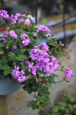 IMG_0421_R_1