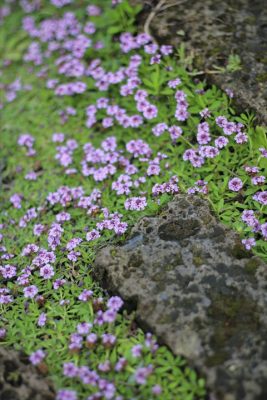 IMG_1077_R_1