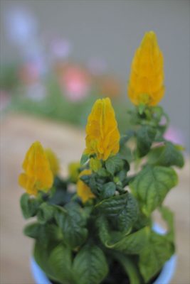 IMG_1293_R_1