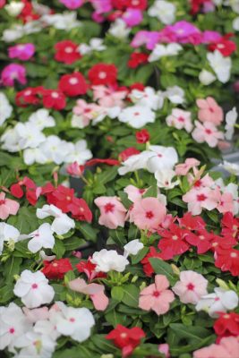 IMG_1685_R_1