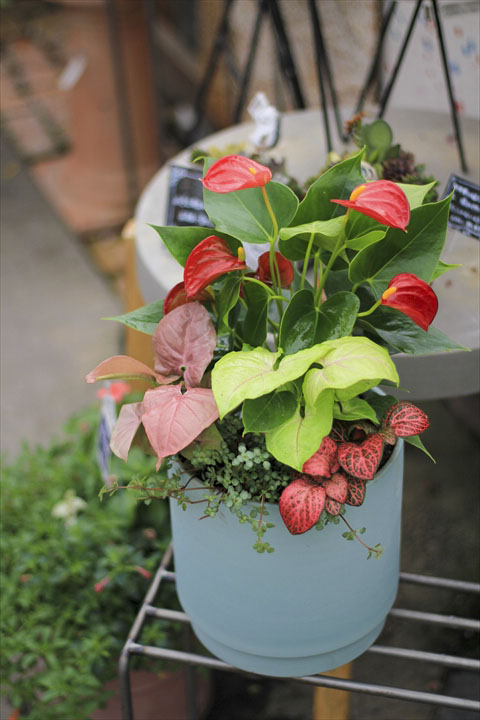 ガーデニング - 元気で活きの良い植物専門店エコマルシェオニヅカのブログ