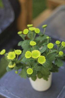 IMG_3296_R_1