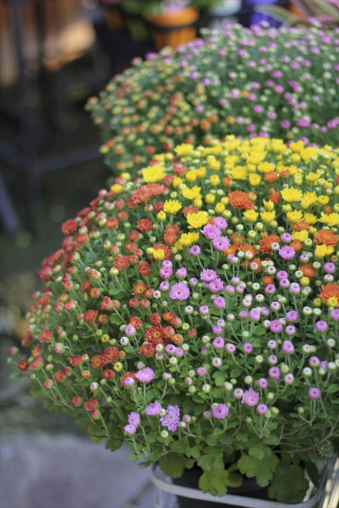 【お値下】サザンクロスとプルプレアの秋の寄植え