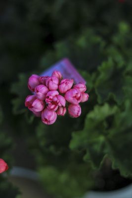 IMG_8497_R_1