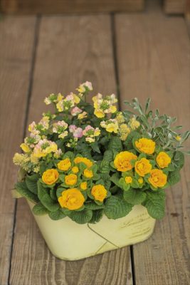 IMG_9315_R_1
