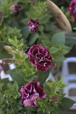IMG_1134_R_1