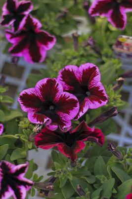 IMG_1144_R_1