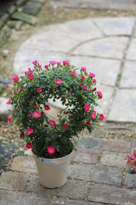 IMG_2112_R_1