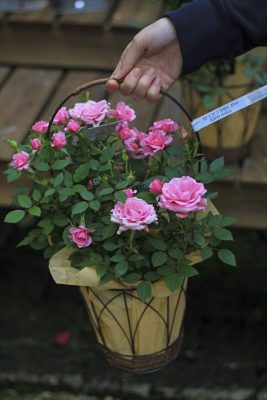 IMG_2115_R_1