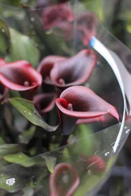IMG_2137_R_1