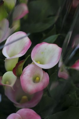 IMG_2138_R_1