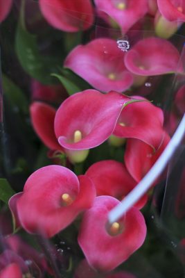 IMG_2139_R_1