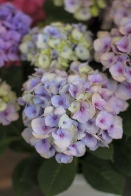 IMG_2196_R_1