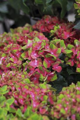 IMG_2200_R_1
