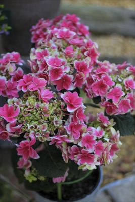 IMG_2206_R_1