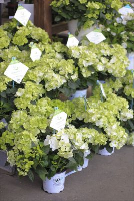 IMG_2210_R_1