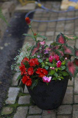 IMG_3635_R_1