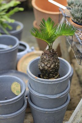 IMG_4981_R_1