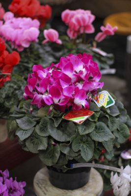 IMG_7789_R_1