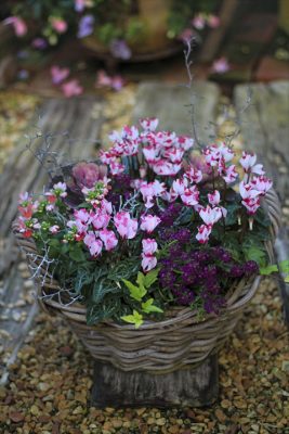 IMG_8013_R_1