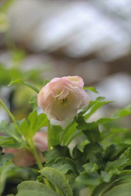 IMG_8618_R_1