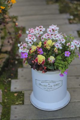 IMG_8701_R_1