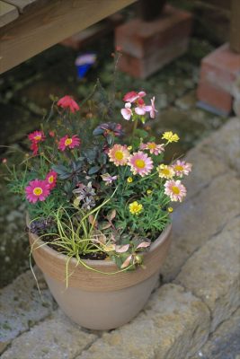 IMG_9237_R_1