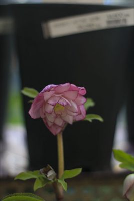 IMG_9246_R_1