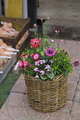 IMG_9259_R_1