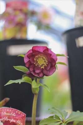 IMG_9280_R_1