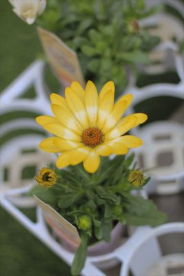 IMG_9287_R_1