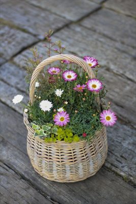 IMG_9781_R_1