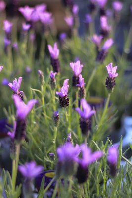 IMG_9872_R_1