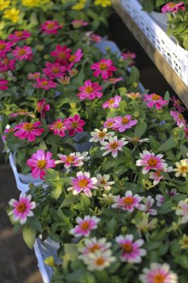 IMG_1939_R_1