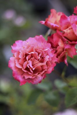 IMG_1981_R_1