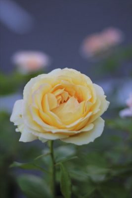 IMG_1988_R_1
