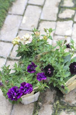 IMG_2025_R_1