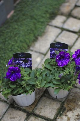IMG_2033_R_1
