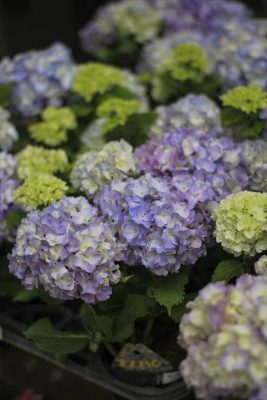 IMG_2235_R_1