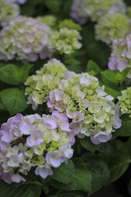 IMG_2236_R_1