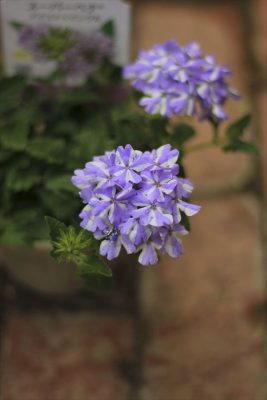 IMG_2250_R_1