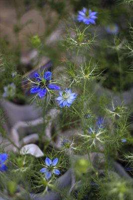 IMG_2263_R_1