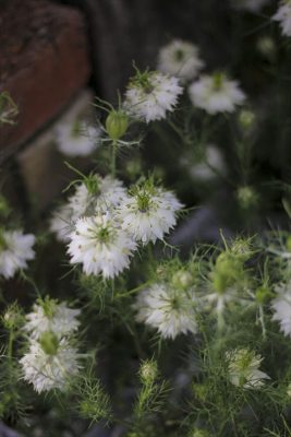 IMG_2264_R_1
