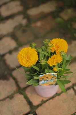 IMG_2270_R_1