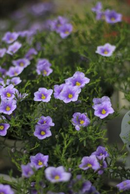 IMG_2277_R_1