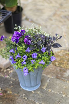 IMG_2515_R_1