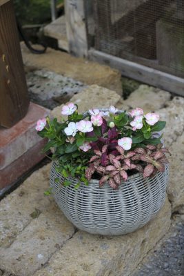 IMG_2523_R_1