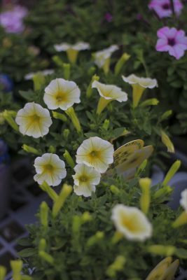 IMG_2527_R_1