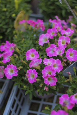 IMG_2528_R_1