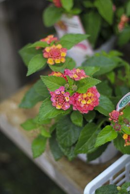 IMG_2542_R_1